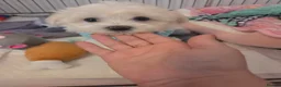 Bichon Frise dogs for sale: Cute little puppies  - Advert 18