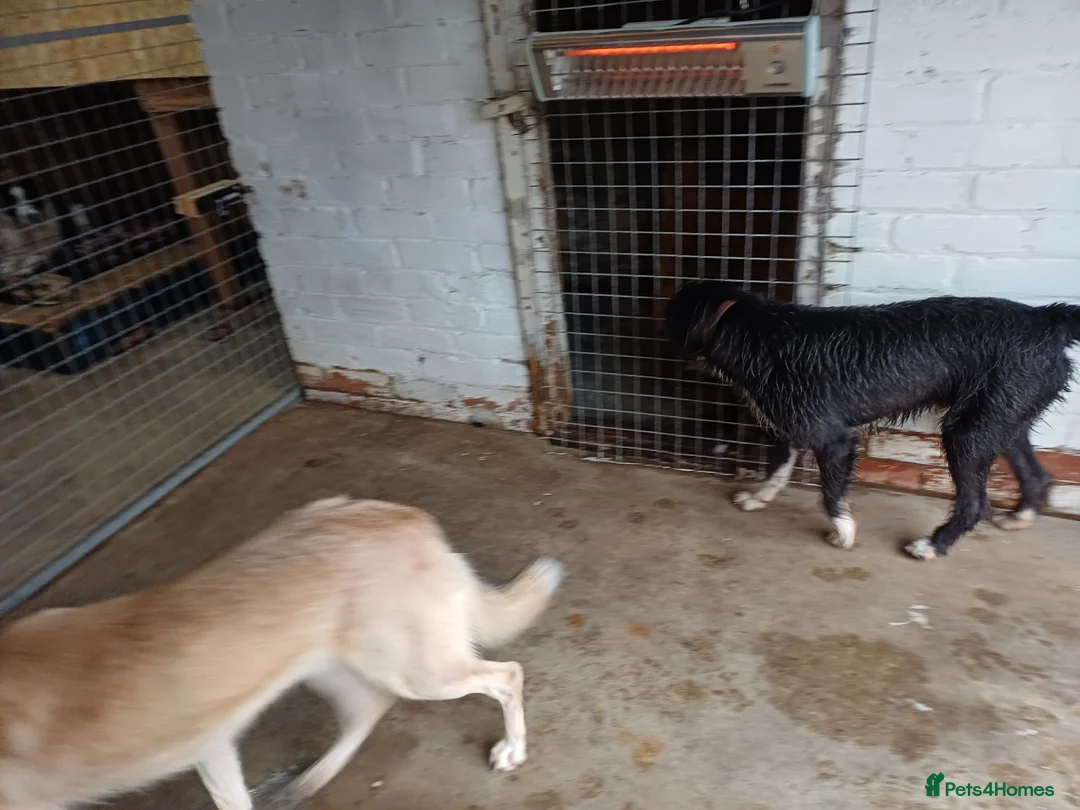 Mixed Breed dogs for adoption: 🐾 CANDY 🍯 A Gentle Soul Learning to Trust Again - Advert 9