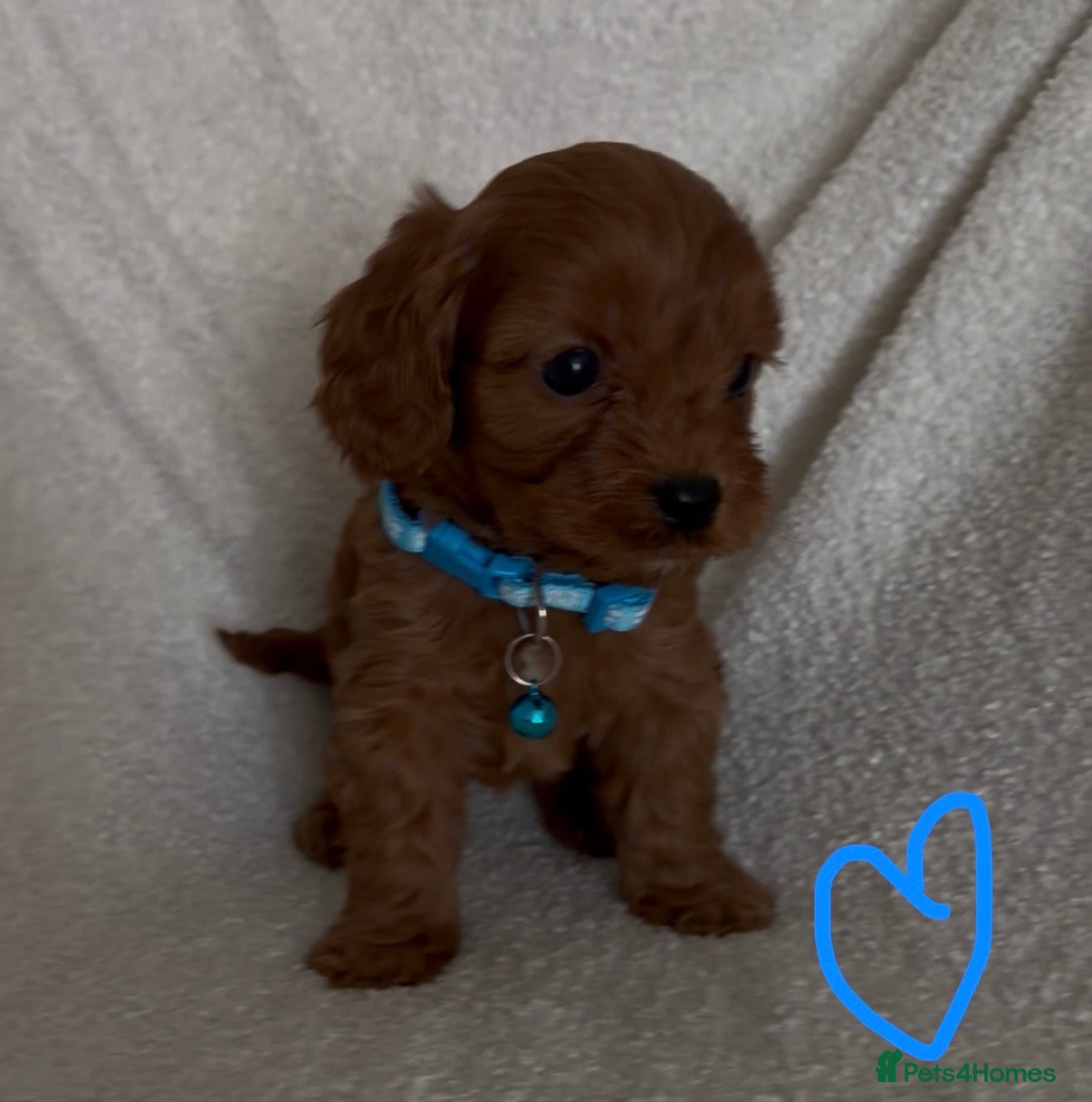 Cavapoo dogs F1 Cavapoo Puppies. 2 Boys 3 Girls 🐶🐾 - Advert 5