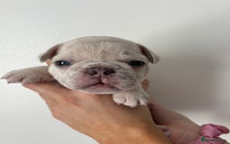 French Bulldog dogs for sale: French bulldog pedigree litter - Image 7