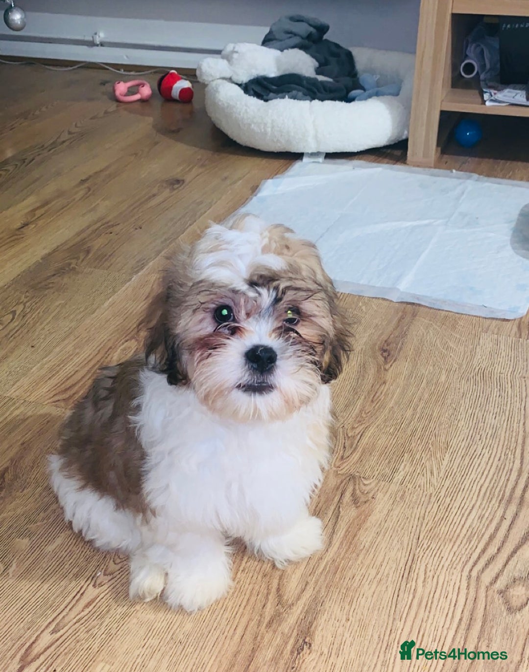 Mixed Breed dogs for sale: Loving Home wanted for Teddy🐾💙 - Advert 4