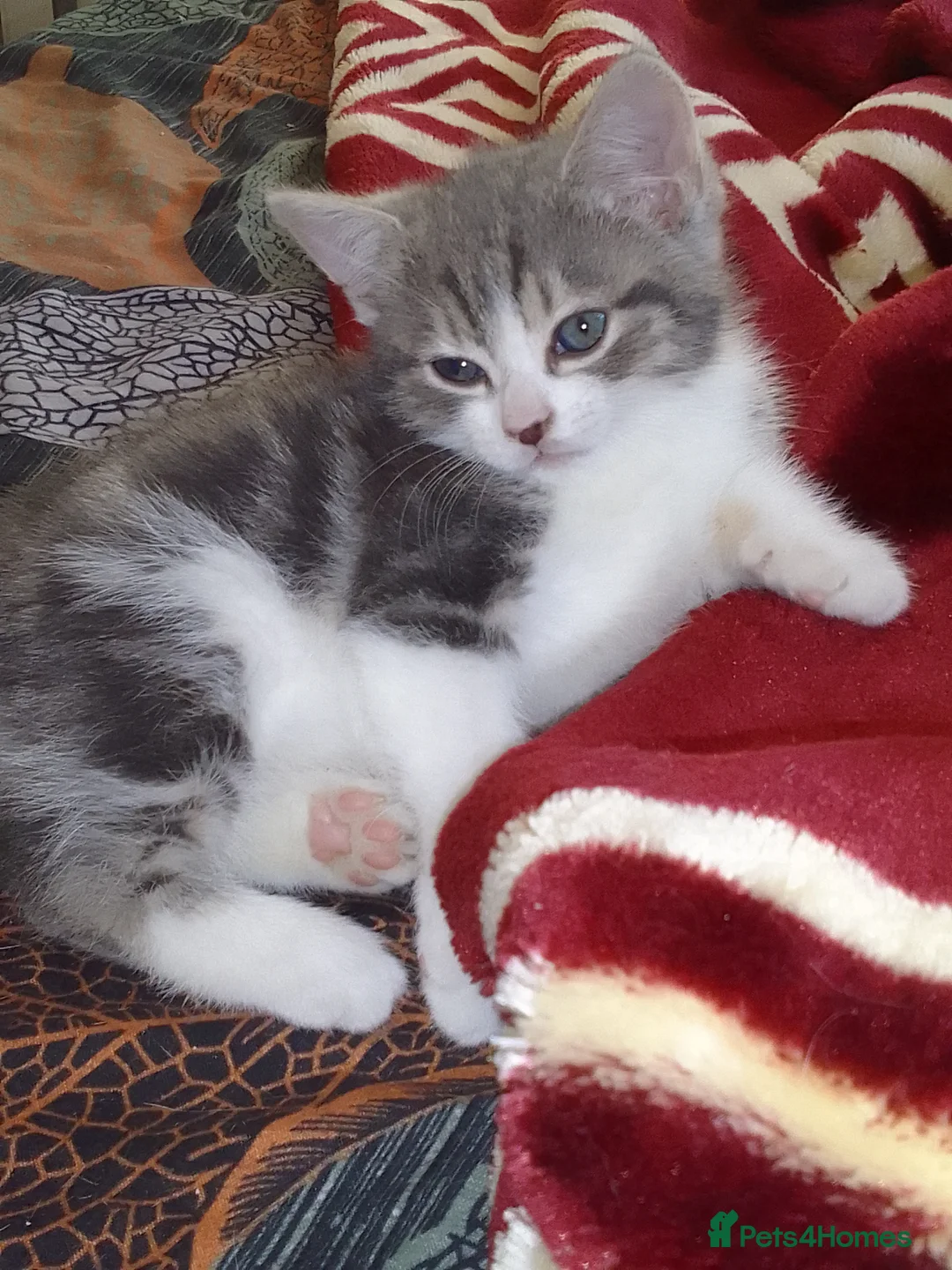 Mixed Breed cats for sale: For sale in Sheffield - Advert 2