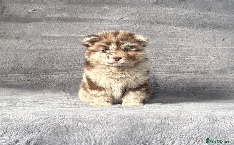 Chow Chow dogs - Advert 3