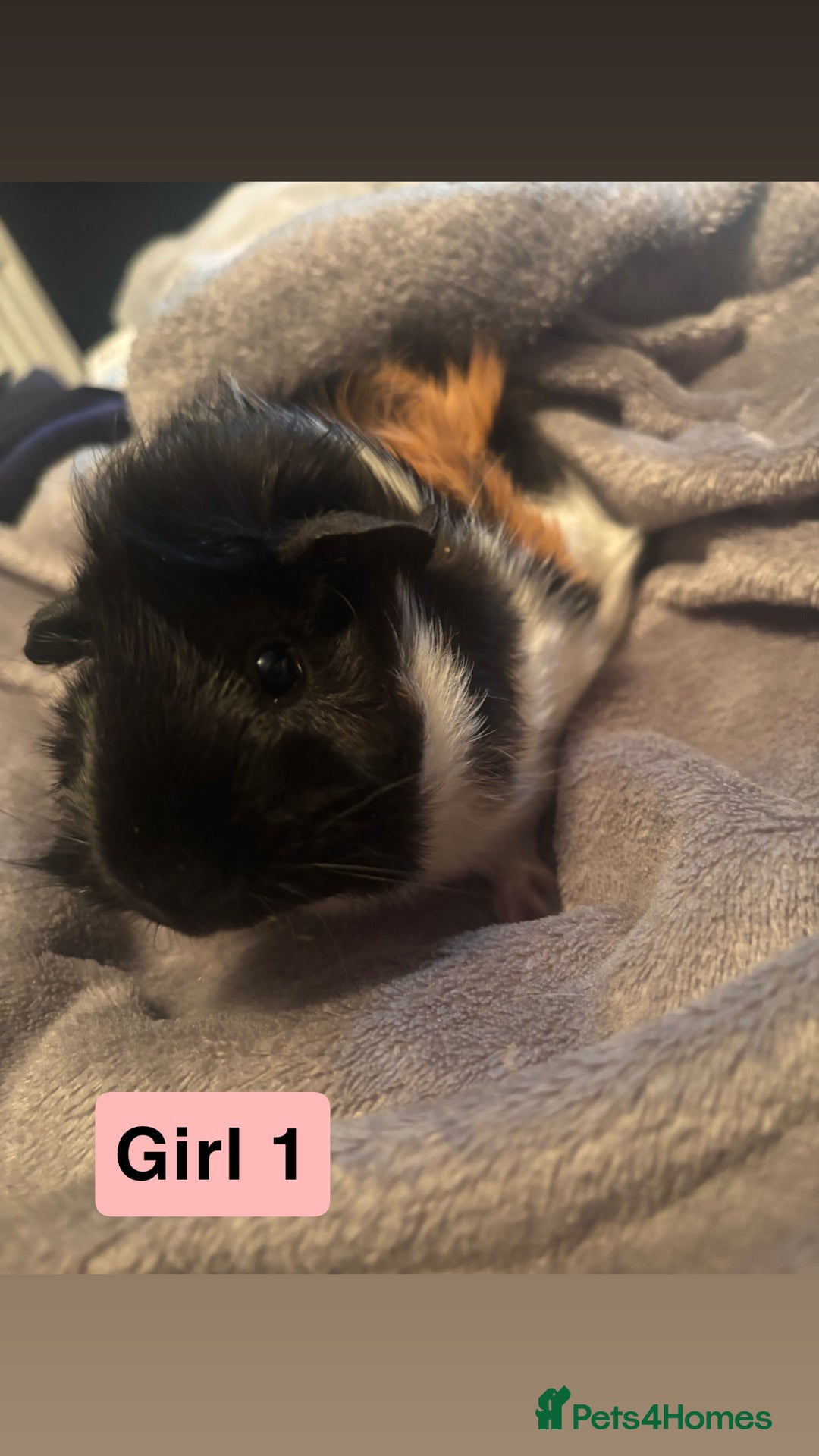 Guinea Pig rodents for sale: Guinea pigs  - Image 5