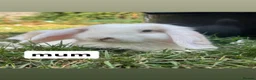 Mini Lop rabbits for sale: 3mini lop bunnies  - Advert 4