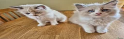Ragdoll cats for sale: Ragdoll kittens GCCF regsitered - Advert 9