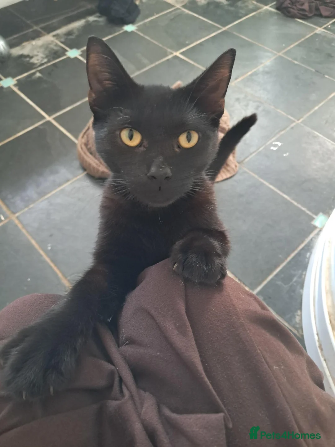 Mixed Breed cats for sale: Donnie and margot - Advert 2