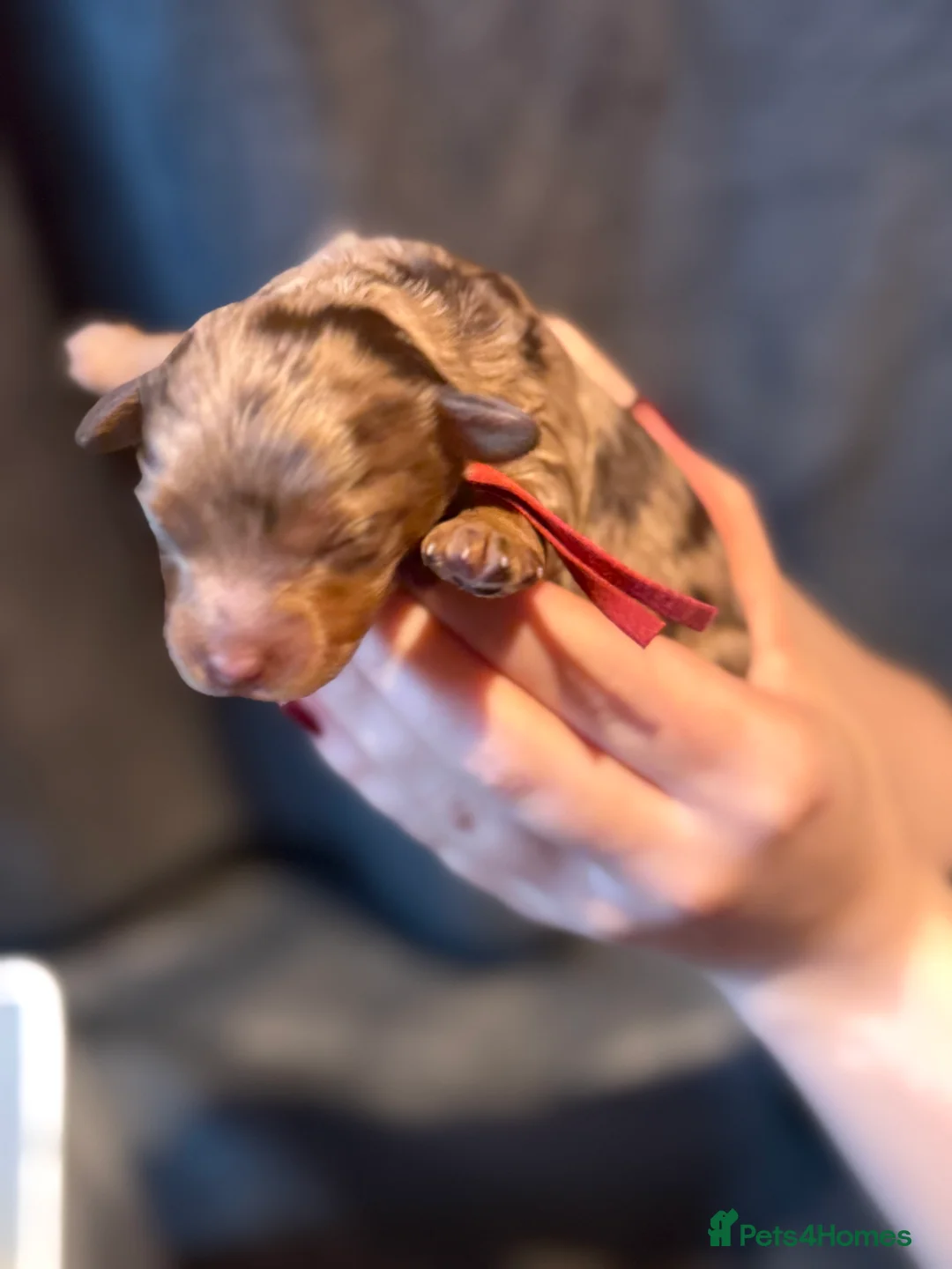 Cavapoo dogs for sale: F1b Health tested Phantom chocolate Merle Cavapoo - Advert 29