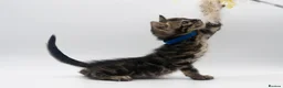 Bengal cats for sale: Beautiful Brown Bengal Boys - TICA Registered - Advert 15