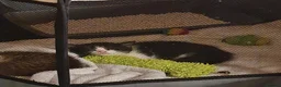Mixed Breed cats for sale: Adorable Tabby Girl and Black & white Boy  - Advert 7