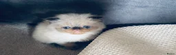 Himalayan cats for sale: Stunning Himalayan Persians - Advert 12