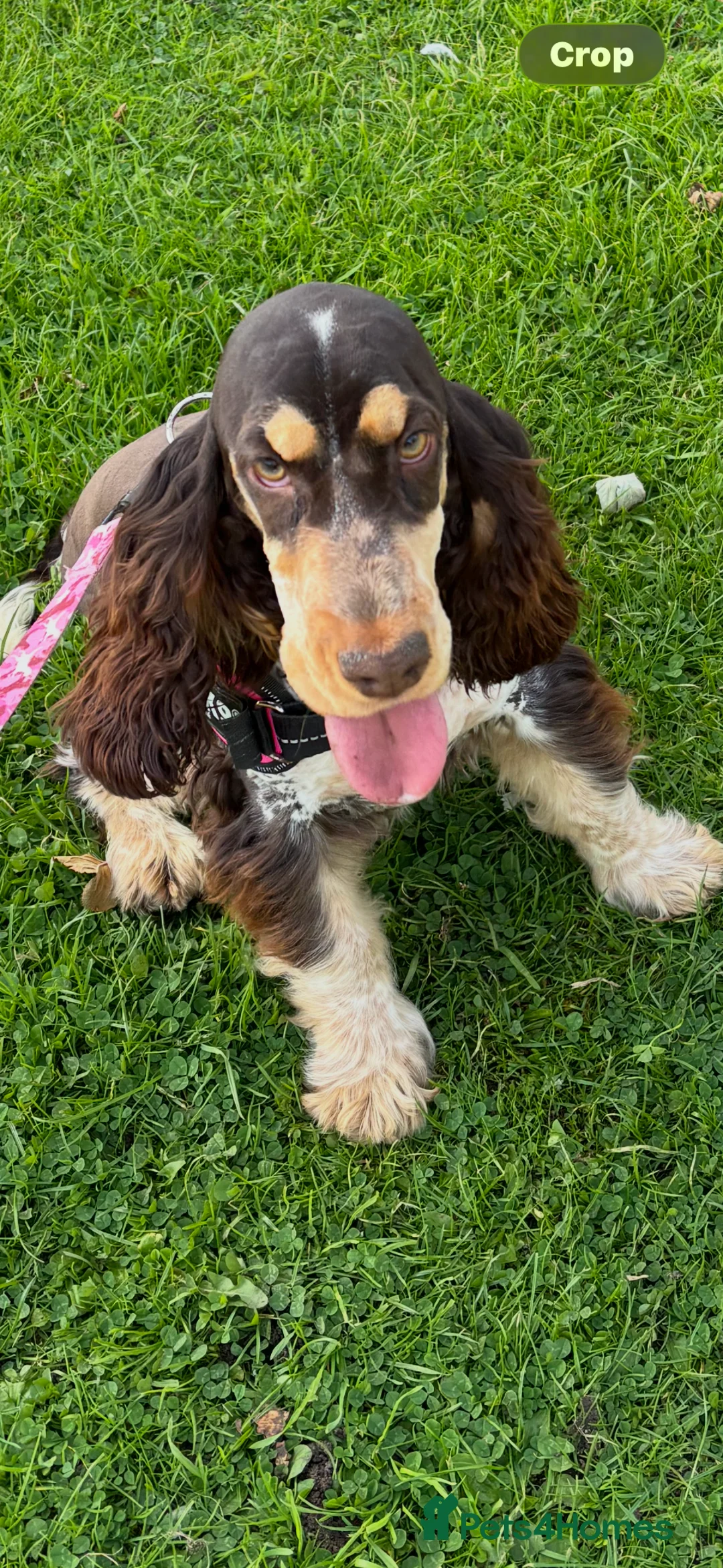 Cocker Spaniel dogs for sale: Show cocker spaniel pups  - Advert 3