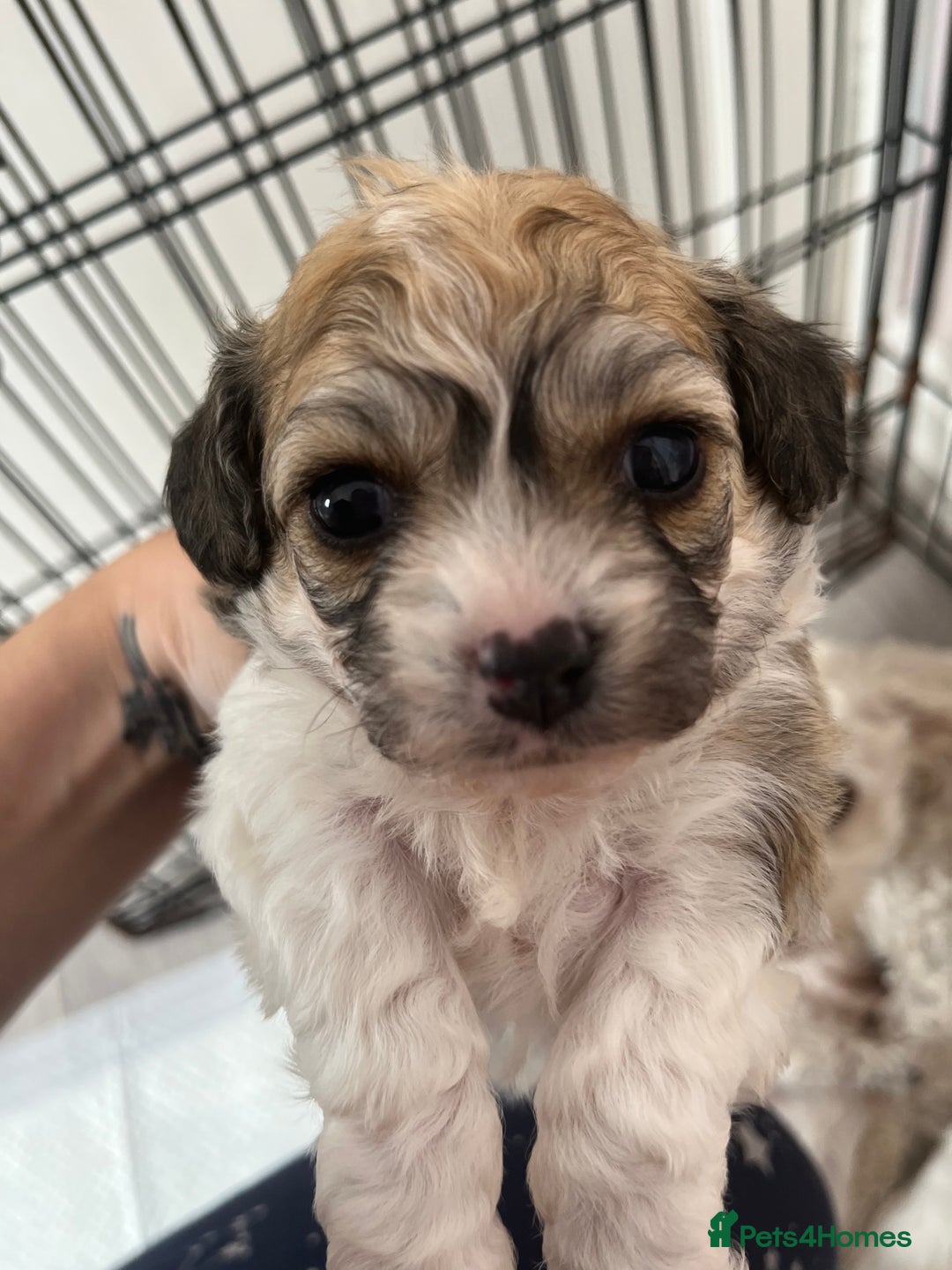 Mixed Breed dogs for sale: Bichon mix pups  - Image 1