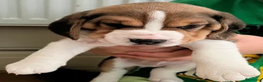 Beagle 4 F