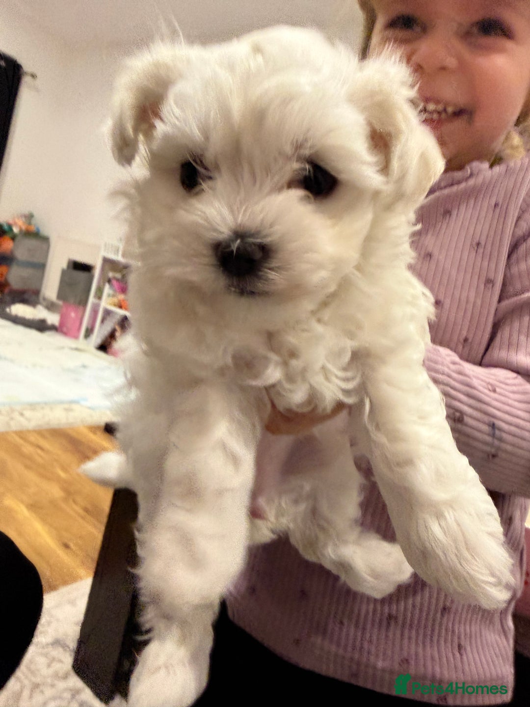 Maltese dogs for sale: Gorgeous Maltese puppies  - Advert 9