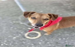 Mixed Breed dogs for adoption: Mickey – The Sweetest Small Shadow Companion - Advert 20