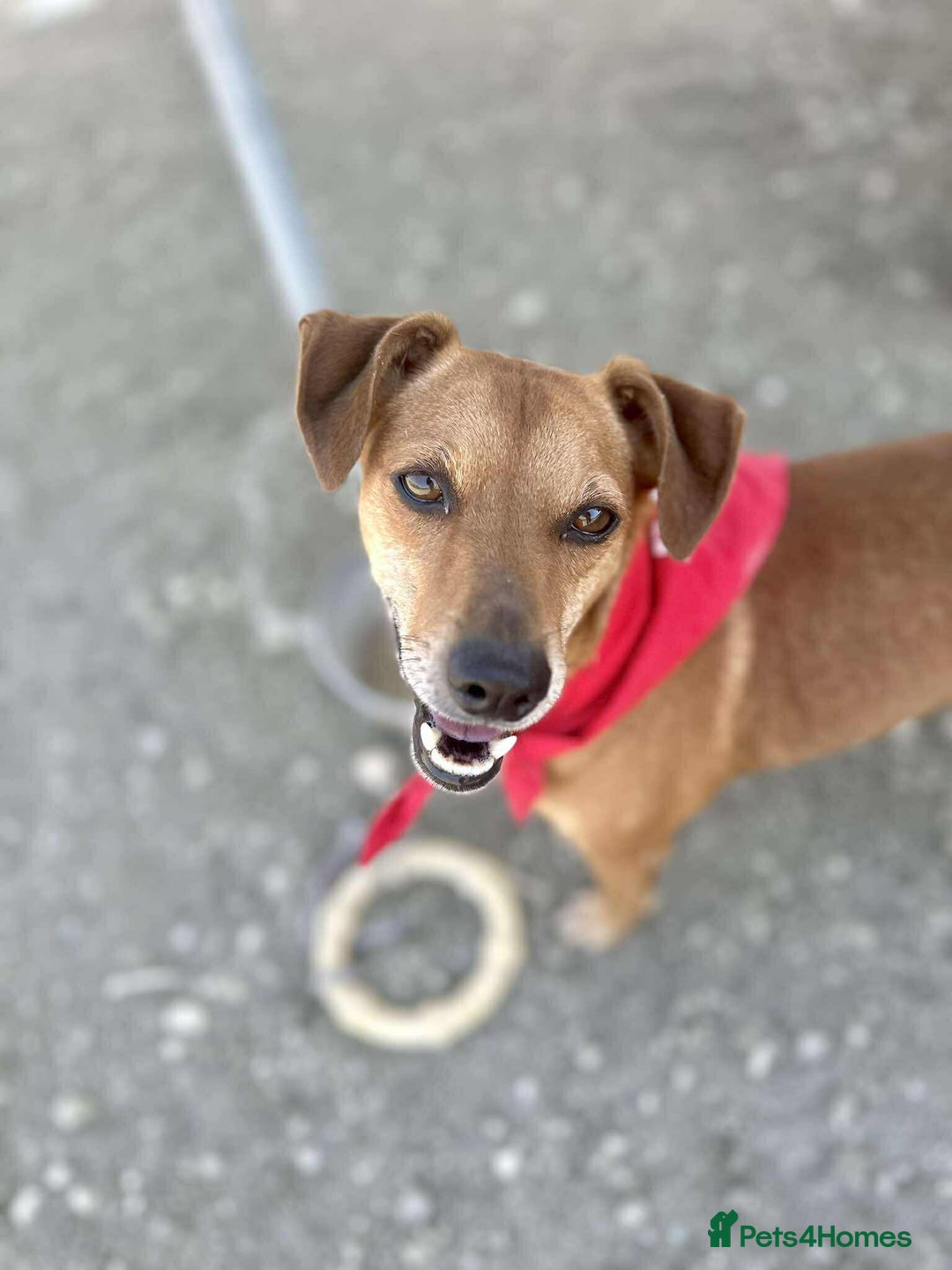 Mixed Breed dogs for adoption: Mickey – The Sweetest Small Shadow Companion - Advert 20