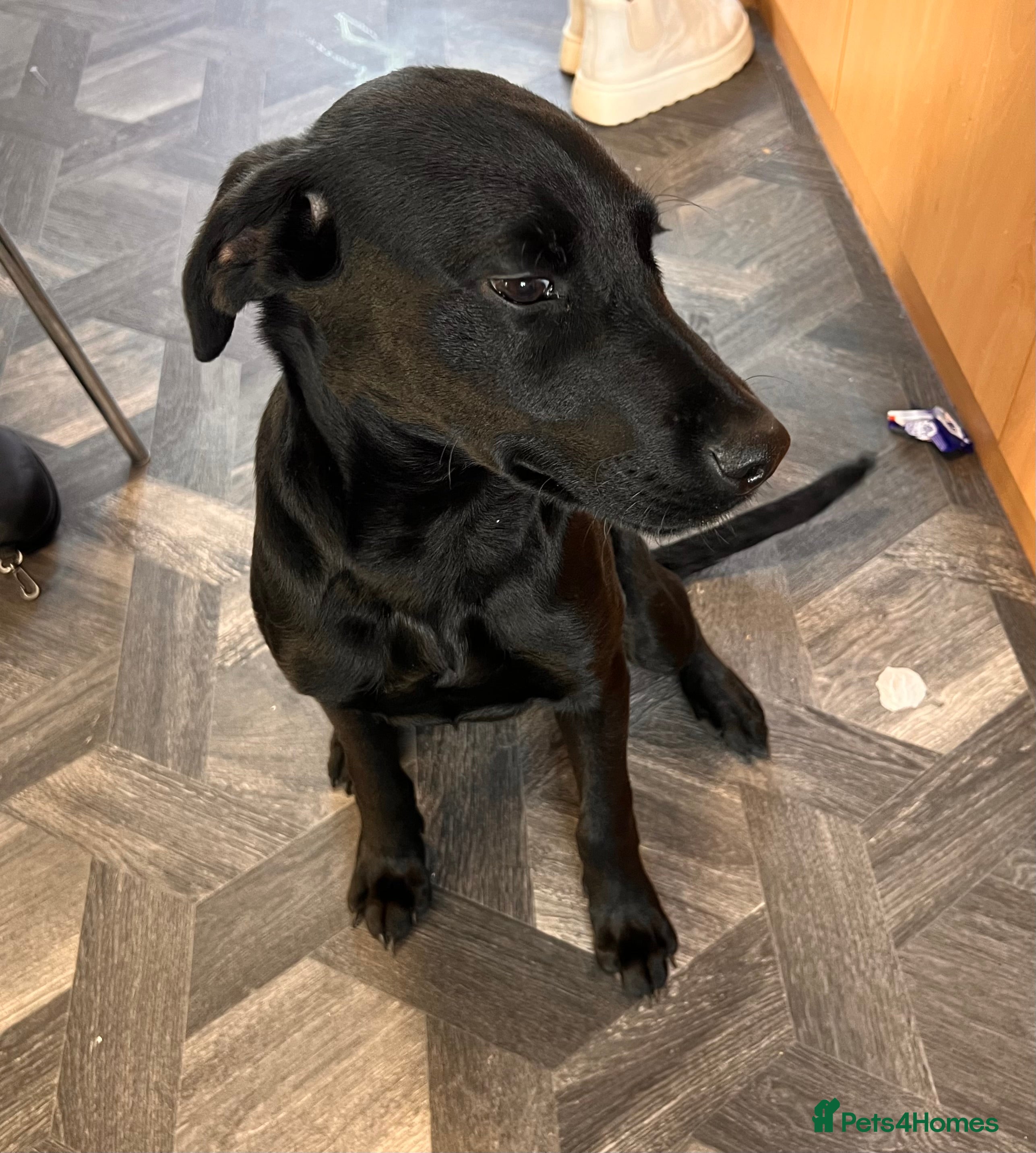 Mixed Breed dogs 6mth Rottweiler cross Dalmatian German Shepard - Advert 9