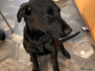 Mixed Breed dogs - Advert 2