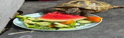 Hermann Tortoise reptiles for sale: 2 Hermann tortoises - Advert 1