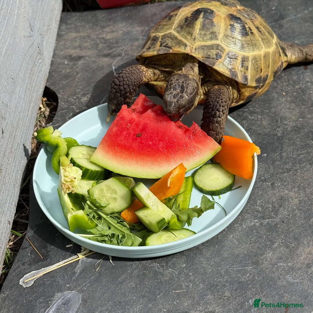 Hermann Tortoise reptiles for sale: 2 Hermann tortoises - Advert 1