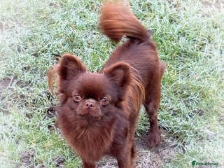 Chihuahua dogs Solid chocolate KC LC champion line DNA tested in Stafford - Advert 2