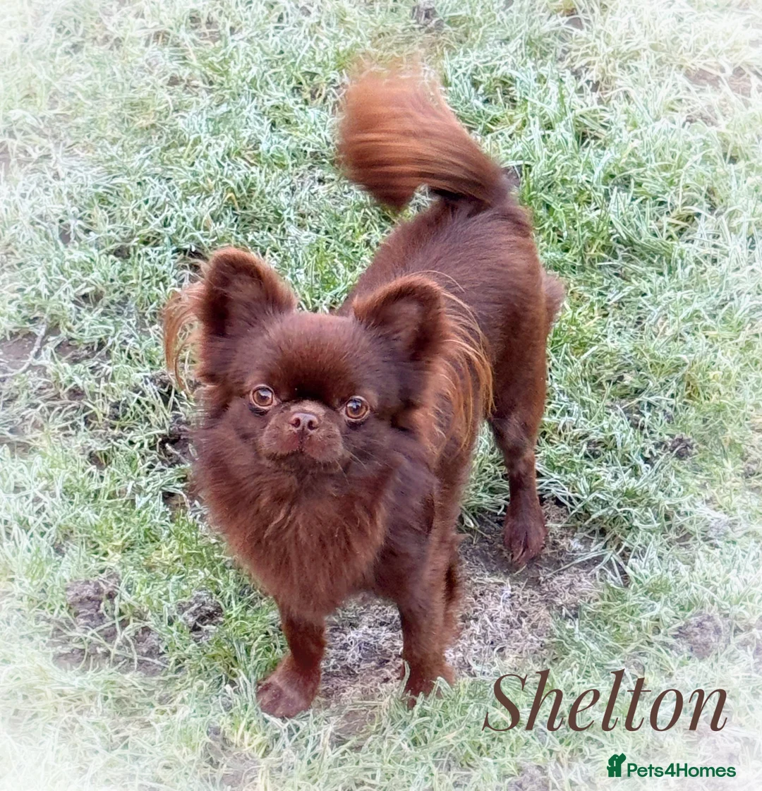 Chihuahua dogs for stud: Solid chocolate KC LC champion line DNA tested  in Stafford - Advert 1