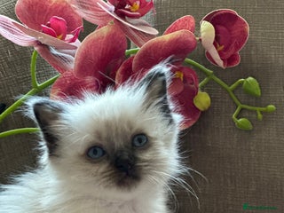 Ragdoll cats 🦋 LOVING GCCF KITTENS 🦋 - Advert 13