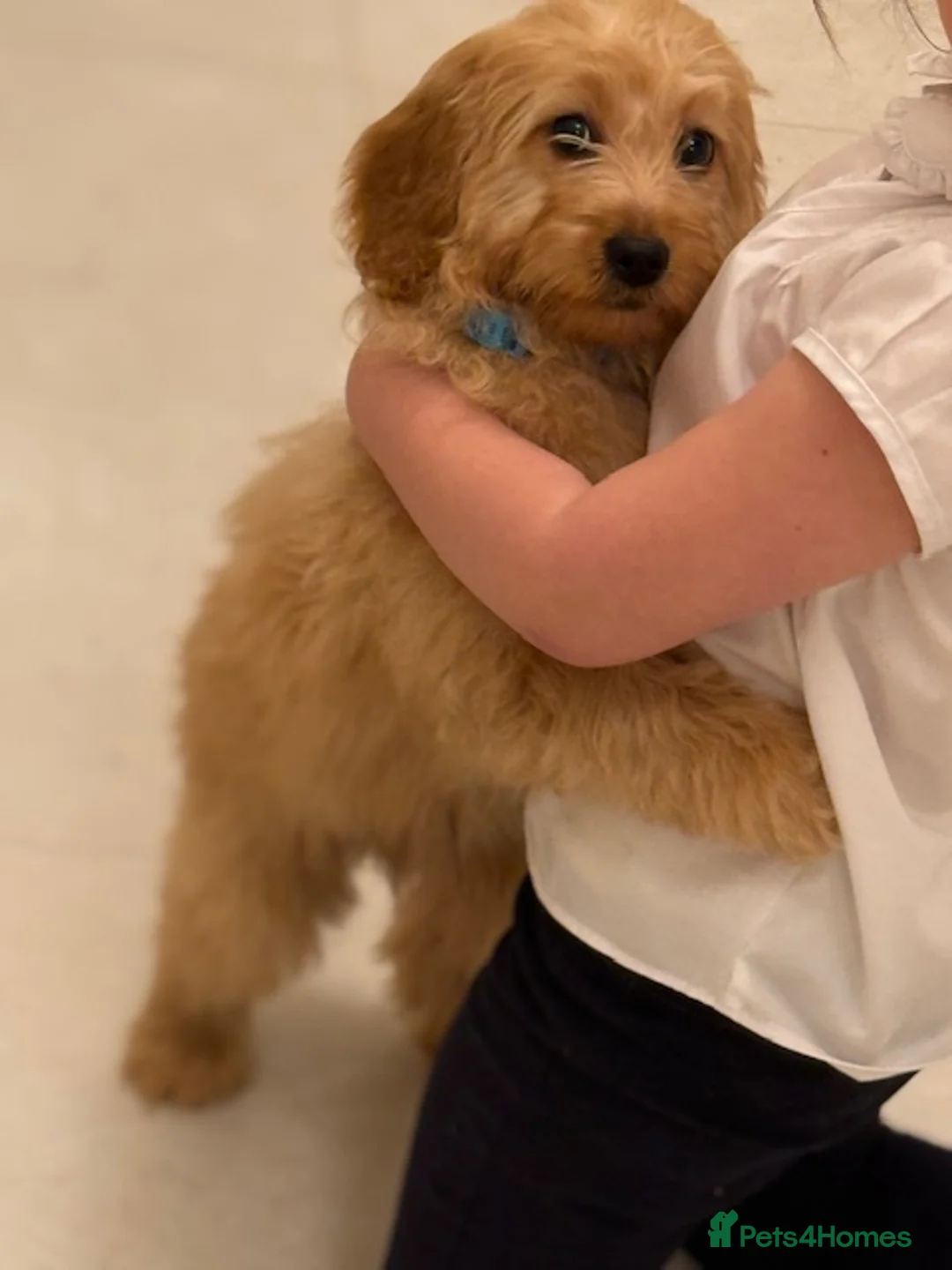 Cavapoo dogs for sale: Roll the cavapoo - Advert 8