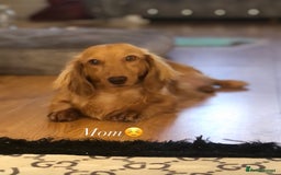 Miniature Dachshund dogs for sale: 𝕃𝕠𝕟𝕘 𝕙𝕒𝕚𝕣𝕖𝕕 𝕔𝕣𝕖𝕒𝕞 𝕡𝕦𝕡𝕡𝕚𝕖𝕤 🧸 - Image 26