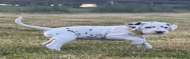 Miss Yellow