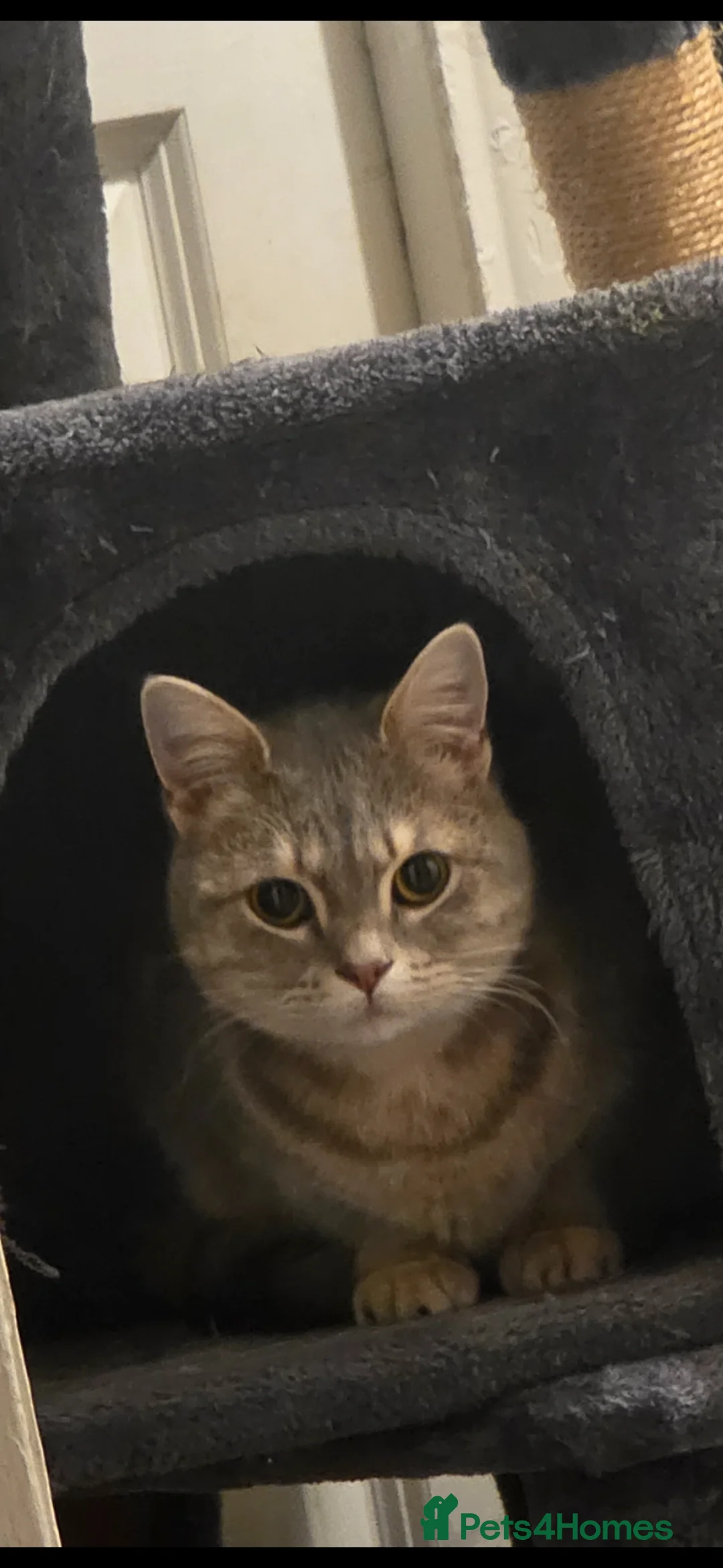 British Shorthair cats for sale: Bella & bruce - Advert 2