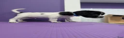 Sprocker dogs for sale: ⭐️ STUNNING SPROCKERS F1 ⭐️ - Advert 18