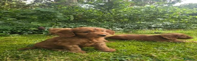 Cockapoo 5