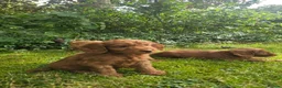 Cockapoo dogs for sale: F1 Fox red Miniature Cockapoo puppies in Preston - Advert 13