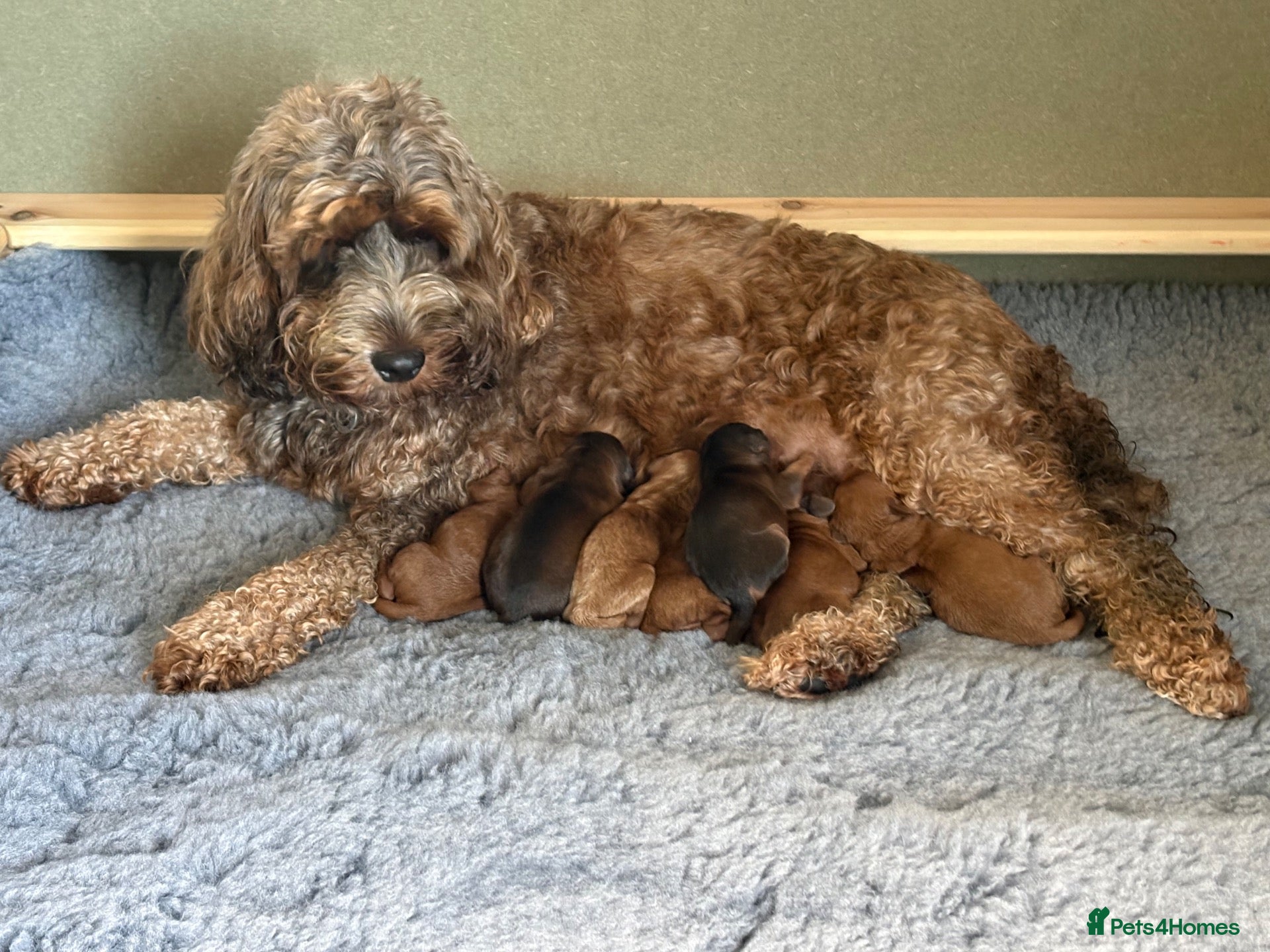 Cockapoo dogs Stunning Cockapoo puppies for sale - Advert 6