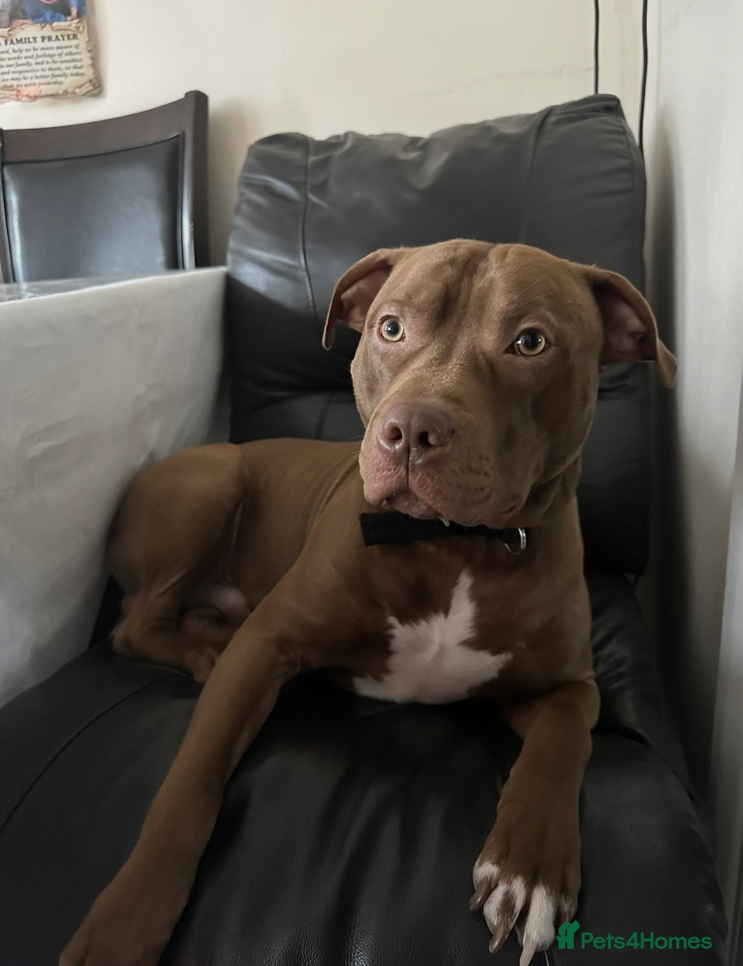 Mixed Breed dogs for sale: STAFFORDSHIRE X AMERICAN BULLY DOG 3YO URGENT - Advert 5