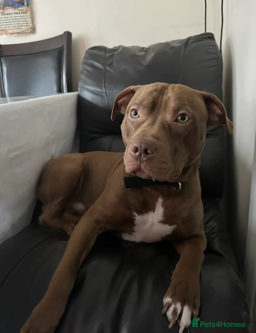 Mixed Breed dogs for sale: STAFFORDSHIRE X AMERICAN BULLY DOG 3YO URGENT - Advert 5