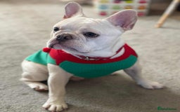 French Bulldog dogs for sale: Blanco ❤️ lovely boy looking for new home 😇 - Image 1