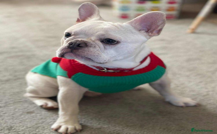 French Bulldog dogs - Advert 1