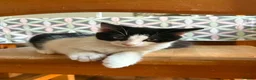 Mixed Breed cats for sale: Last beautiful boy - Advert 2