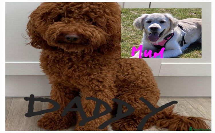 Goldendoodle dogs - Advert 4