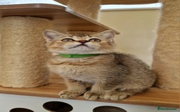 British Shorthair cats for sale:  Super friendly /lap Bsh kittens 2left😍 - Image 10