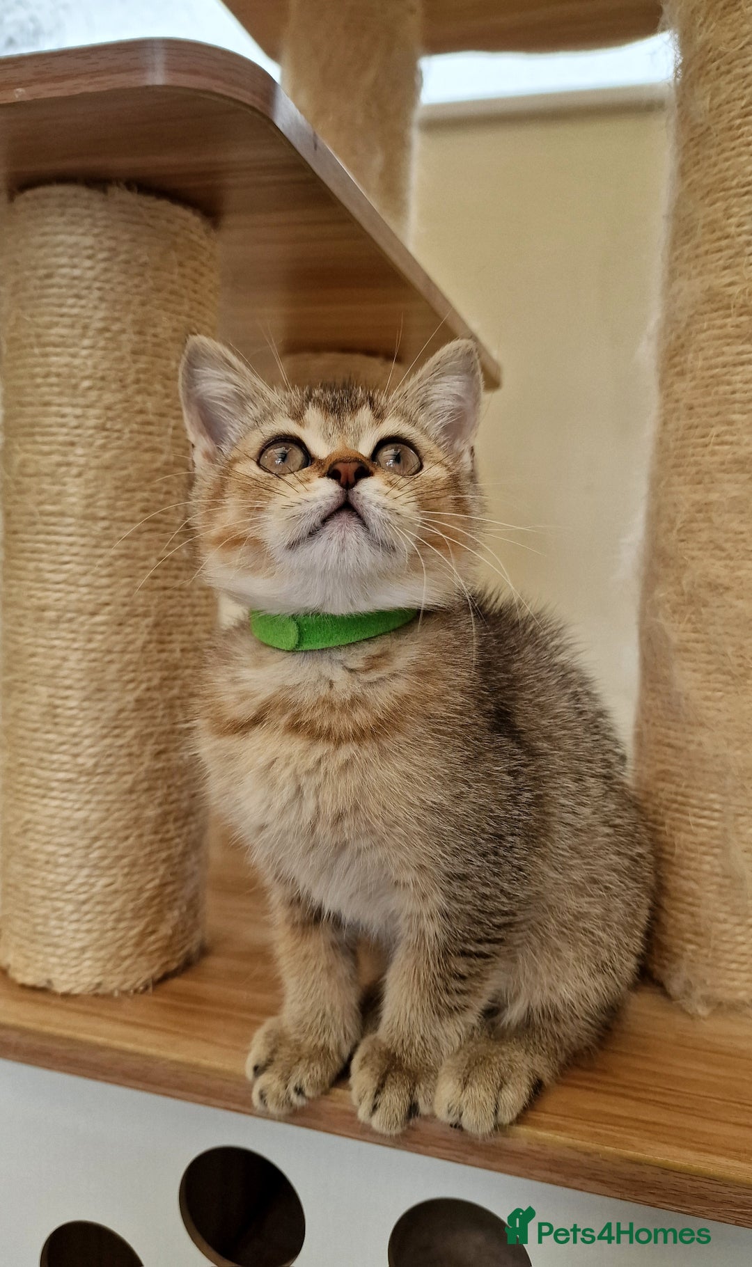 British Shorthair cats for sale:  Super friendly /lap Bsh kittens 2left😍 - Image 10