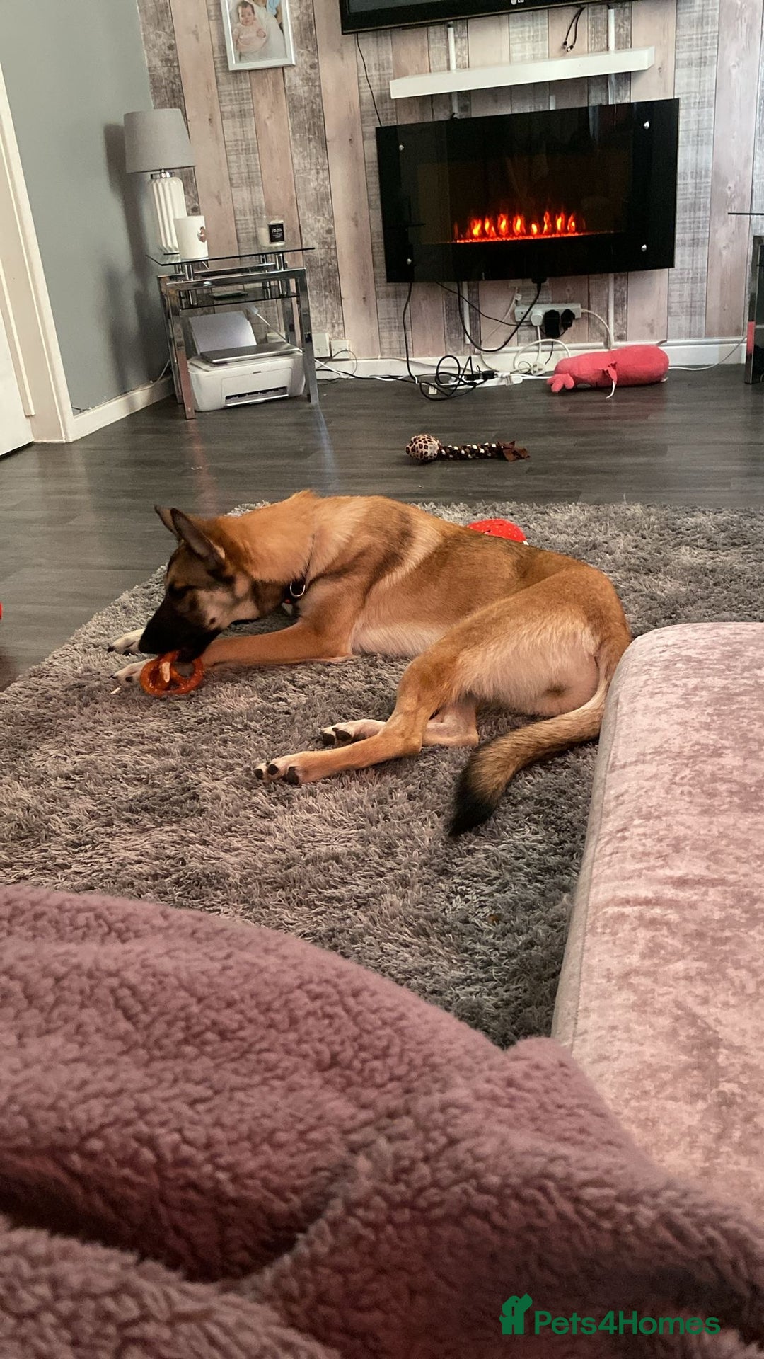 Mixed Breed dogs for sale: 10 month old puppy - Advert 3