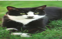Mixed Breed cats for sale: Fluffy kittens for sale  - Image 5