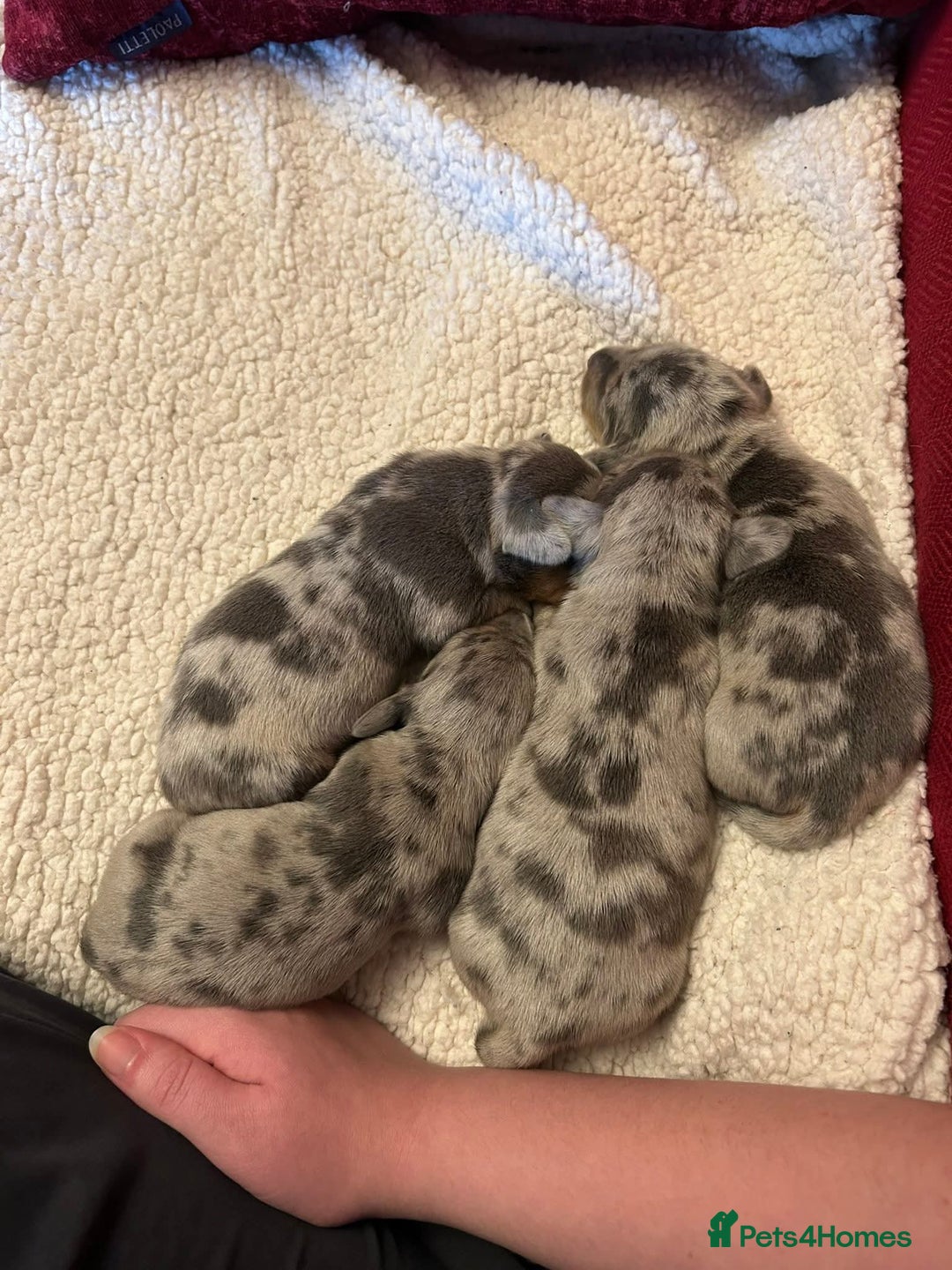 Dachshund dogs for stud: Kc Miniature smooth dacshund stud in Brierley Hill - Advert 12