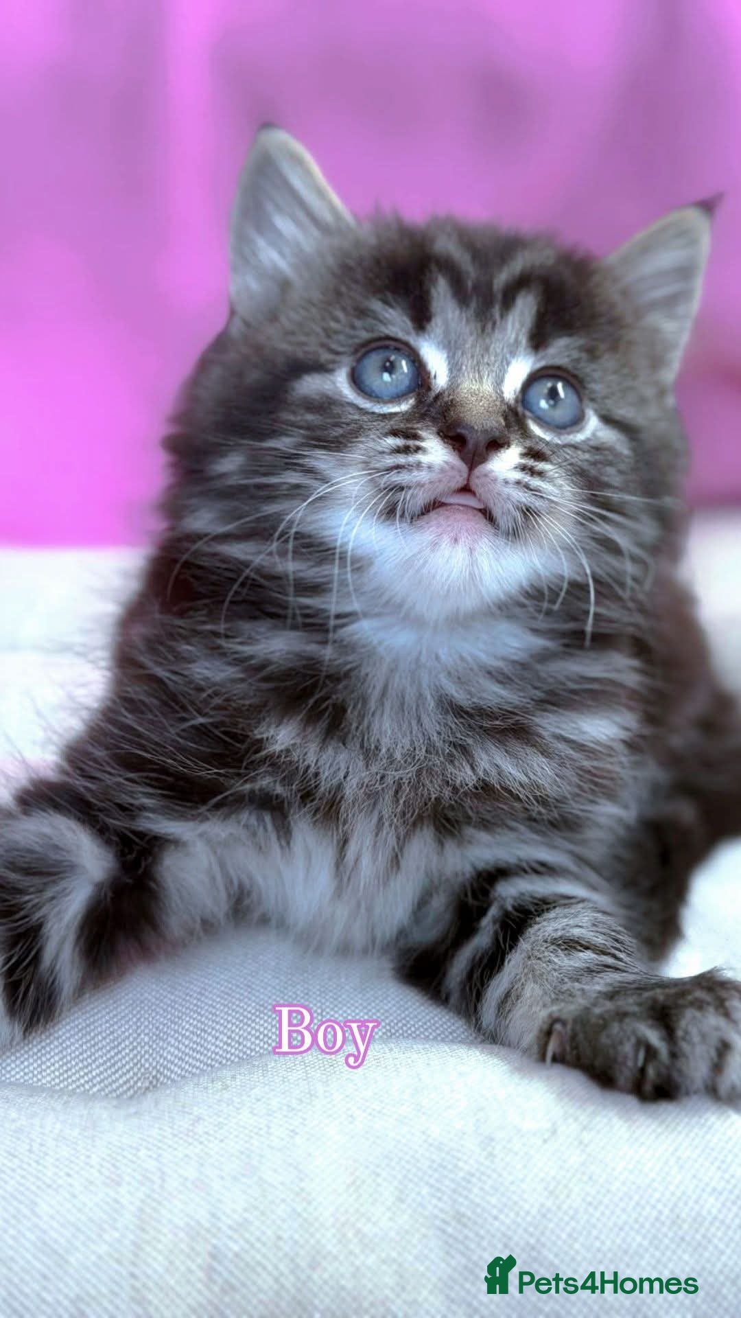 Mixed Breed cats Adorable Mixed Ragdoll Kittens  - Advert 1