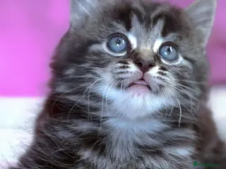 Mixed Breed cats Adorable Mixed Ragdoll Kittens - Advert 1