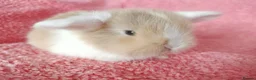 Mini Lop rabbits for sale: Baby mini lops for sale  - Advert 2